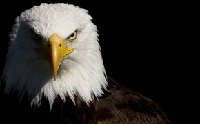 White Eagle HD Wallpapers 62279