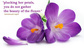 Plucking Her Petals Quotes Wallpaper 05829