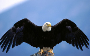 Flying Eagle Desktop HD Wallpaper 61394