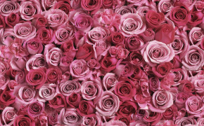 Pink Rose Best HD Wallpaper 61669