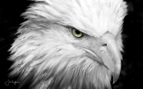 White Eagle Best HD Wallpaper 62271