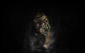 Tiger HD Background Wallpaper 62117