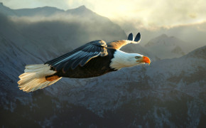 Flying Eagle High Definition Wallpaper 61401