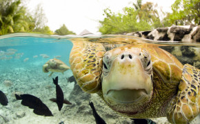 Turtle Background HD Wallpapers 62176