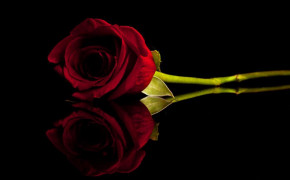 Red Rose Background Wallpaper 61784