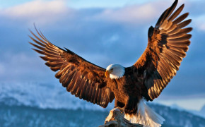 Flying Eagle HD Background Wallpaper 61397