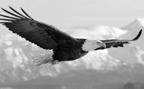 White Eagle Widescreen Wallpapers 62284