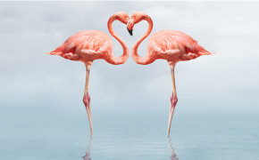 Beach Flamingo Best HD Wallpaper 61173