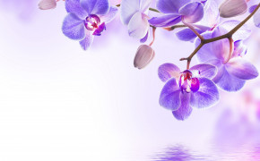 Orchid Desktop Wallpaper 61629