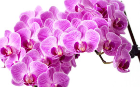 Orchid Best HD Wallpaper 61627