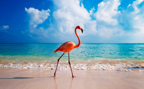 Beach Flamingo Best Wallpaper 61174
