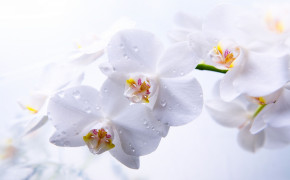 Orchid HD Wallpapers 06236