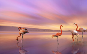 Beach Flamingo Background Wallpaper 61172