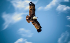 Flying Eagle Wallpapers Full HD 61404