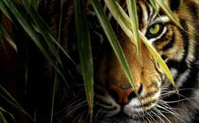 Tiger Background HD Wallpapers 62111