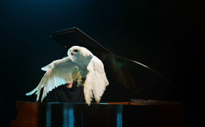 Flying Owl Piano Wallpaper 05889