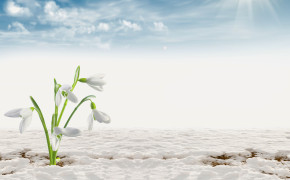 Snowdrop Background HD Wallpapers 61926