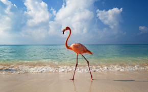 Beach Flamingo Wallpaper 61181
