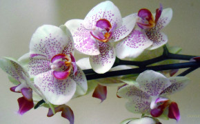 Orchid Widescreen Wallpapers 61636