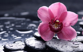 Orchid Background Wallpaper 61625
