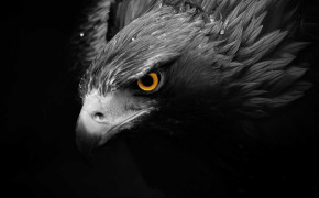 Abstract Eagle High Definition Wallpaper 61123