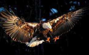 Eagle Widescreen Wallpapers 61363