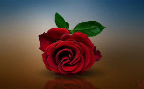 Red Rose High Definition Wallpaper 61792