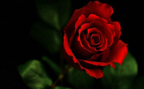 Red Rose Best HD Wallpaper 61786