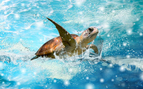 Turtle Background Wallpapers 62178