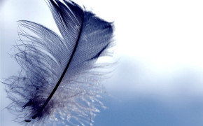 Feather Desktop Wallpaper 06073