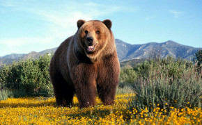 Bear HD Desktop Wallpaper 61191
