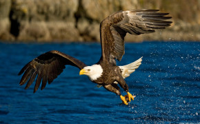 Flying Eagle HD Wallpapers 61400