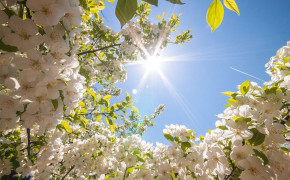 Spring HD Background Wallpaper 61999
