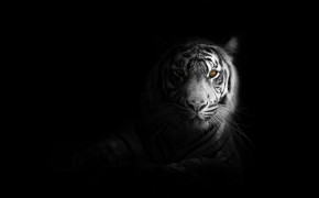 Tiger High Definition Wallpaper 62121