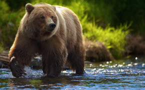 Bear Background HD Wallpapers 61183