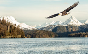 Flying Eagle Background HD Wallpapers 61389