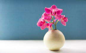 Orchid Pictures HD 06239