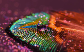 Feather HD Wallpapers 06079