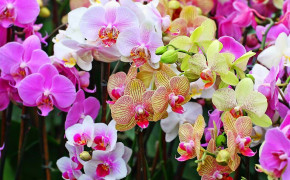 Orchid HD Images 06231