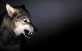 Angry Wolf Wallpaper 1292x735 63669