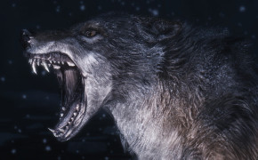 Angry Wolf Wallpaper 1920x1080 63667