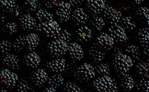 Black Berries Wallpaper 2560x1600 67993