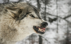 Angry Wolf Wallpaper 4096x2160 63693
