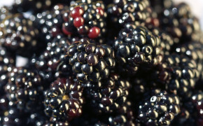 Black Berries Wallpaper 2560x1440 67126