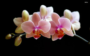 Orchid Wallpaper HD 06240