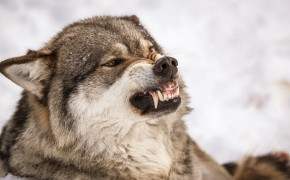 Angry Wolf Wallpaper 2560x1440 63687