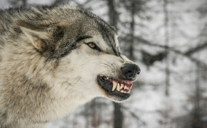 Angry Wolf Wallpaper 4096x2160 63674
