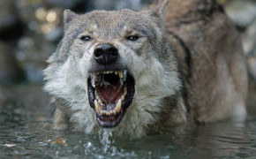 Angry Wolf Wallpaper 1597x1064 63672