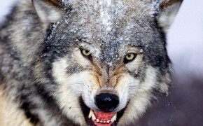 Angry Wolf Wallpaper 1024x768 63659