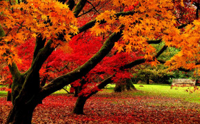 Autumn Fall Wallpaper 1332x850 63867